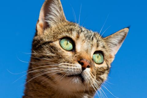 Kat kijkt de wereld in met helder blauwe lucht.